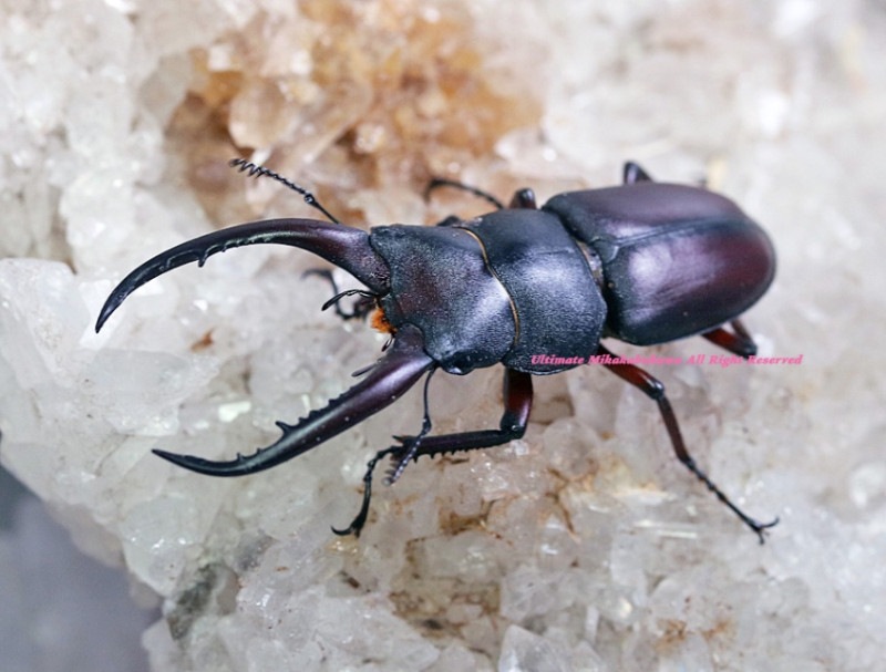 2024,6/1 新着WILD 浅草導夢!! 総勢26種ベトナム便 グラキリスノコギリ