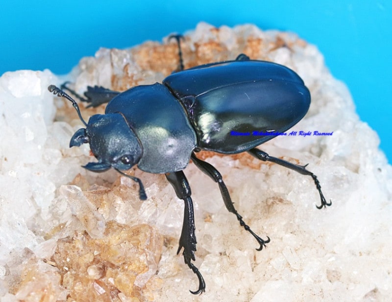 ≪　WILD！　ボルネオ便　トラキクスヒラタクワガタ　成虫ペア　≫ ≪ ボルネオ便！WILD！ トラキクスヒラタ ♀単品 ≫