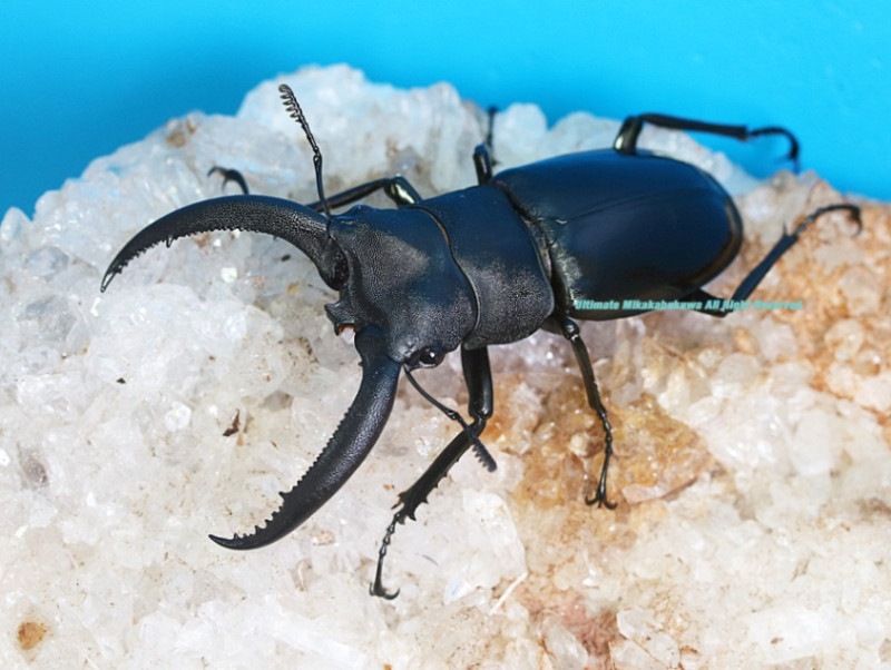 2024,6/17 ����WILD ľ͢������ɥͥ����ء���Υ������ե��ޥ������ޥȥ鰡� No,6   ��60mmUP�ڥ�