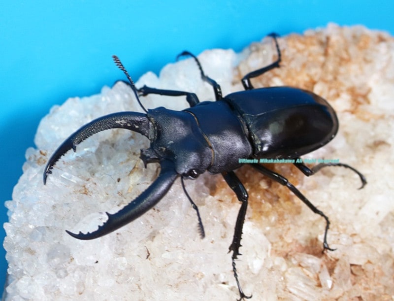 2024,6/17 ����WILD ľ͢������ɥͥ����ء���Υ������ե��ޥ������ޥȥ鰡� No,5   ��70mmUP�ڥ�