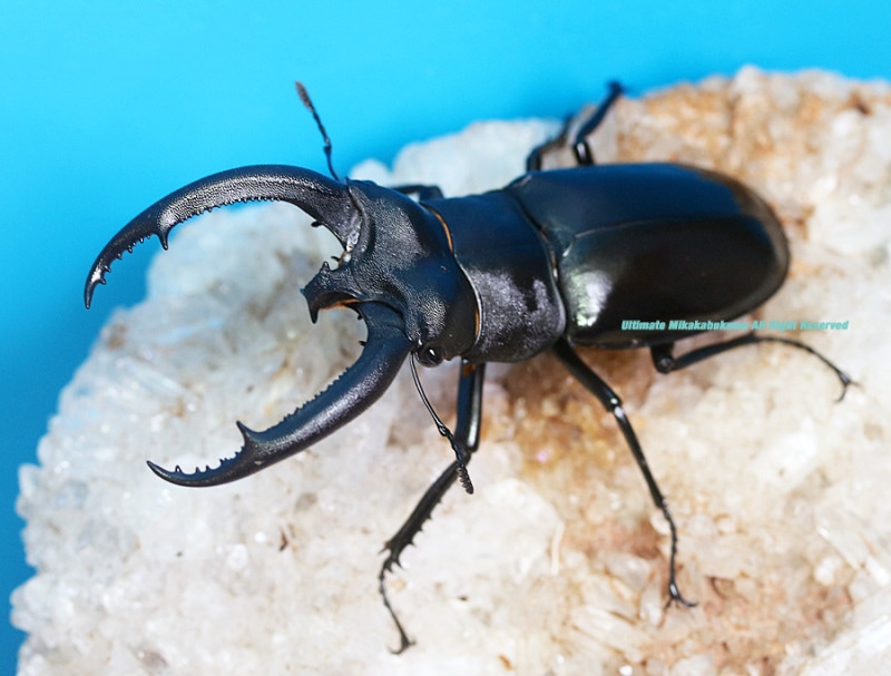 2024,6/17 ����WILD ľ͢������ɥͥ����ء���Υ������ե��ޥ������ޥȥ鰡� No,4   ��80mmUP�ڥ�