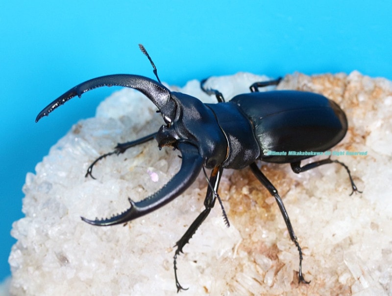 2024,6/17 WILD ľ͢ɥͥءΥեޥޥȥ鰡 No,3   85mmUPڥ