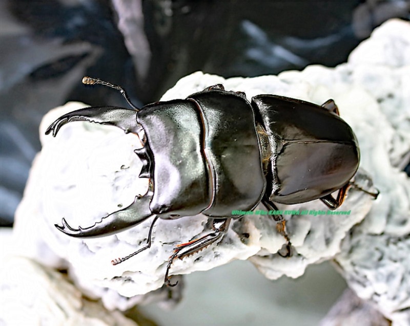 超特大アルキデスヒラタクワガタ97ミリ アルキデスヒラタクワガタ – クワガタムシ・カブトムシ昆虫専門