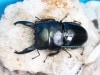 2024,6/17 WILD ľ͢ɥͥء륭ǥҥ饿( Ĺ ) No,S191mm36.1 ڥ