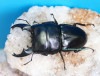 2024,6/17 WILD ľ͢ɥͥء륭ǥҥ饿( û )No,S90mmƬ33.138.0 ڥ