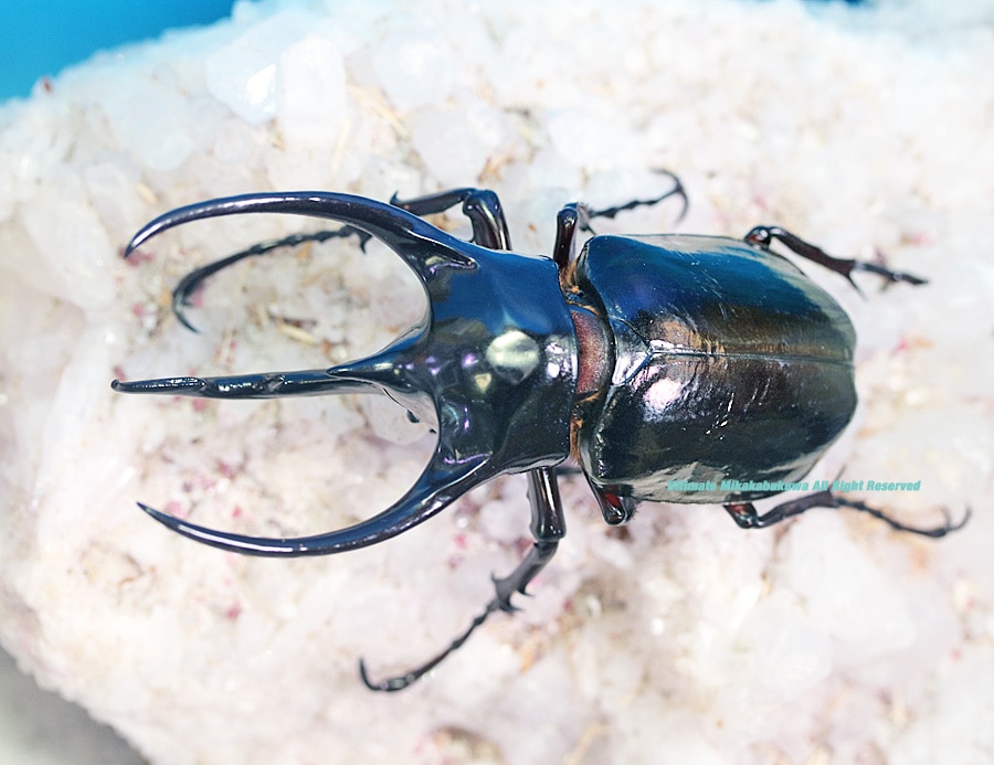 2024,6/17 新着WILD 直輸入インドネシア便 ジャワコーカサス画像の個体