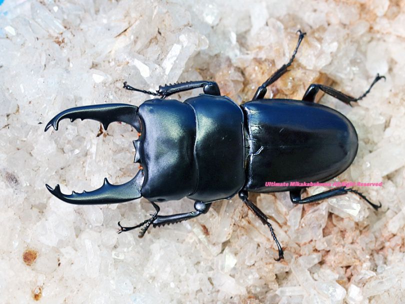 2024,6/26 新着WILD 秘境・インド便 ティティウスヒラタ No,2 ♂60mmUP