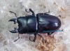 2024,6/26 WILD 붭ءҥڥꥪssp.No,539mmʲڥ