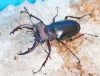 2024,6/26 WILD 붭ء᥸㡼23鸫  ǹ!! ꥪߥssp.No,340-47mm30mmUPڥ