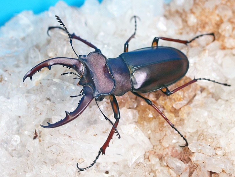 インドネシア産 特大ミツギリゾウムシ 80mm Bug's collector on X: