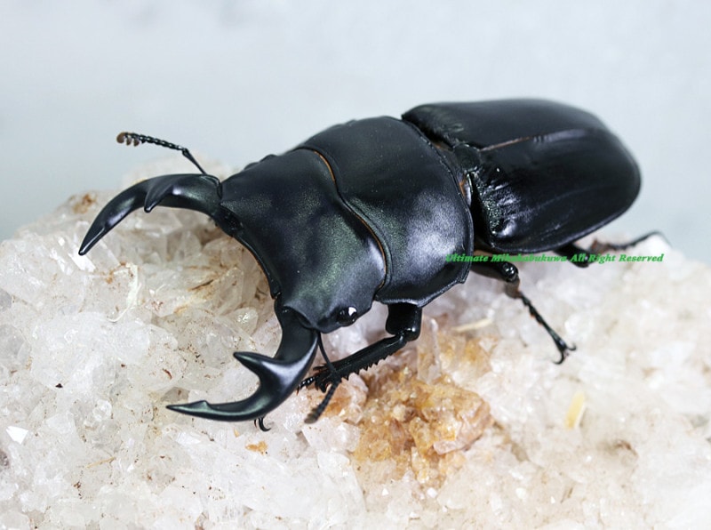 2023ǯWILD����Ρ���������Υ�������!! 2024ǯ5�����۲���WF1��������Х��������ǥ��� ����2��1Ƭ