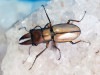 2024,7/7 ����WILD �����ء�����С����ۥ�������No,1����22mm�ڥ�