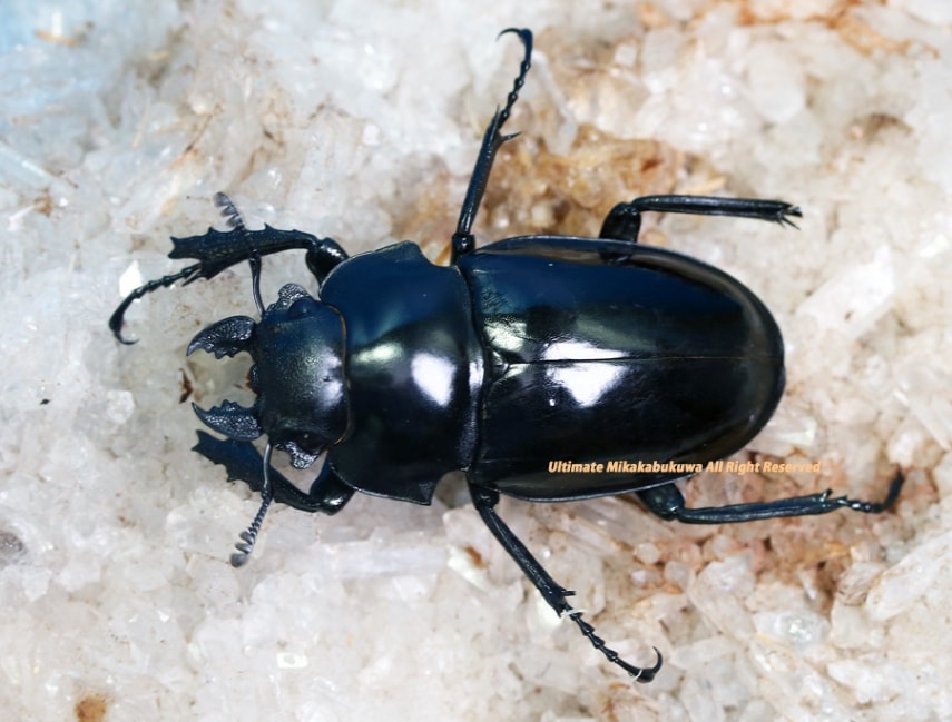 2024,7/7 新着WILD ベトナム便 シバオニツヤ No,1 ♀B50mm左前右