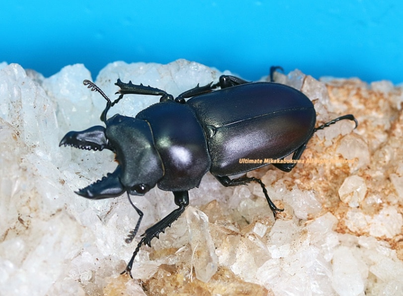 2024,7/7 新着WILD ベトナム便 スペンスノコギリ No,1 ♂34mm♀28mm