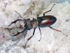 2024,7/7 WILD ٥ȥʥءǹ!! ǥߥޡNo,148mm29mmڥ