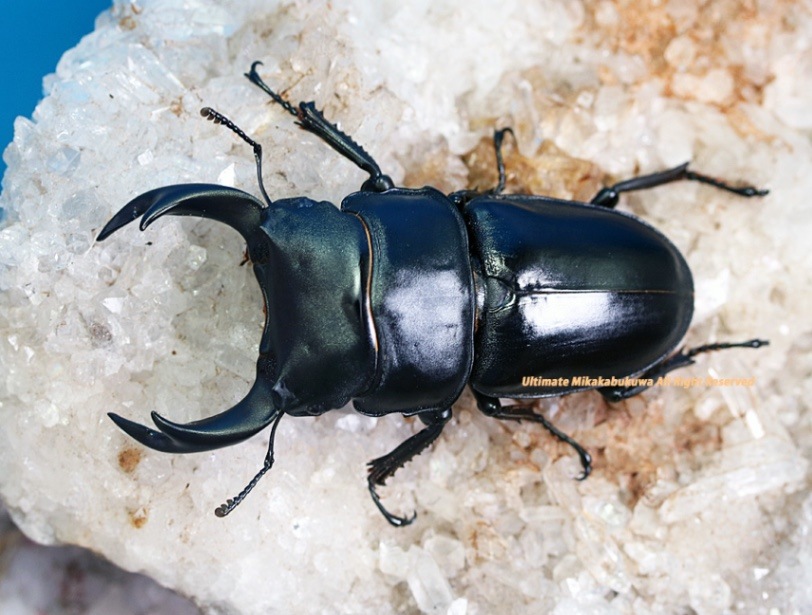 2022年WILDからのWF1 2024-5-6月羽化 ポペイオオクワガタ中国・雲南省