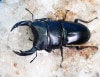 2022ǯWILDWF1 2024-5-6ݥڥ塞񡦱ʱιNo,265mm43mmڥ