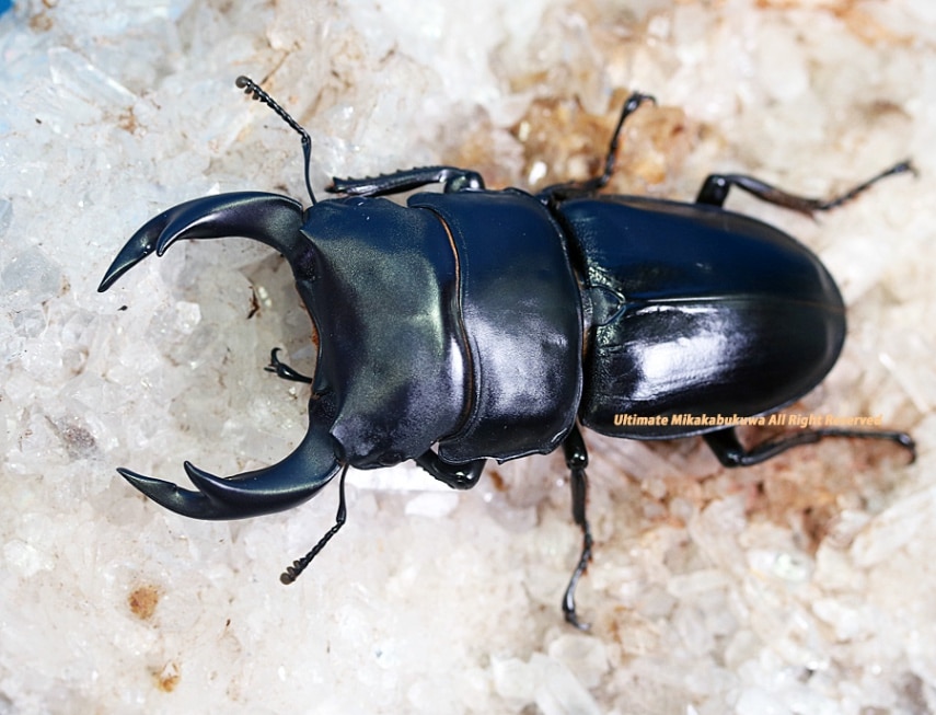 パプア産　アカオビカタハリカナブン　29mm パプア産 アカオビカタハリカナブン 29mm ファッション人気