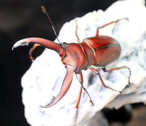 2024,7/27 ����WILD �̥ܥ�ͥ��ء�Ķ�����!! ����ե��ۥ����� No,1����40mmUP�ڥ�