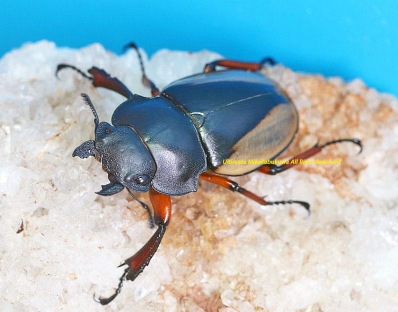 ◇◇激レア◇◇ フェモラリスツヤクワガタ ボルネオ亜種 新成虫 ♂