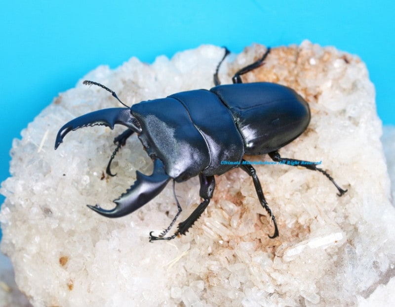 マレーシア産カレエダカマキリ 70mm - メルカリ