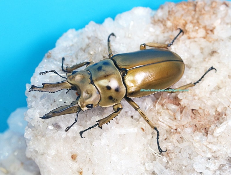 モセリオウゴンオニ使用済み2♀ NO3 モセリオウゴンオニクワガタ ♂60ミリ♀41ミリ・(malaysia)・昆虫