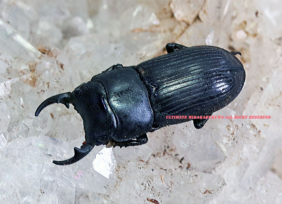 2024,8/1 新着WILD タイ&ラオス便 リネアリスネブト No,1 ♂A-18mm♀B