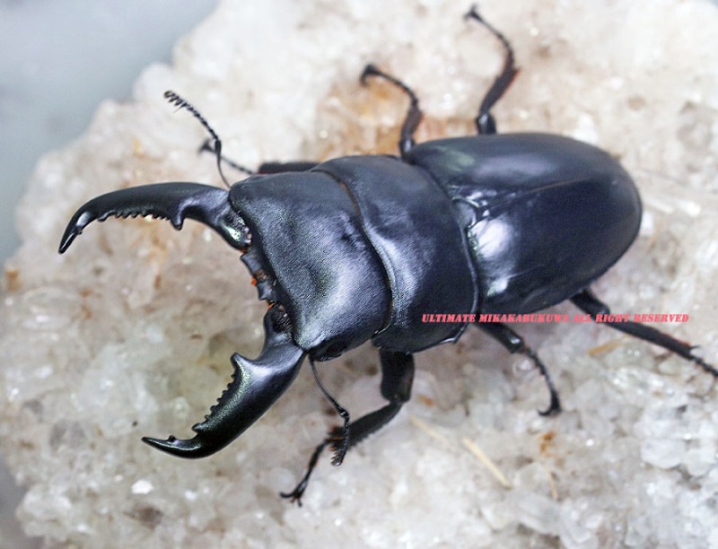 2024,8/1 新着WILD タイ&ラオス便 インドヒラタ No,2 ♂70mmUPペア