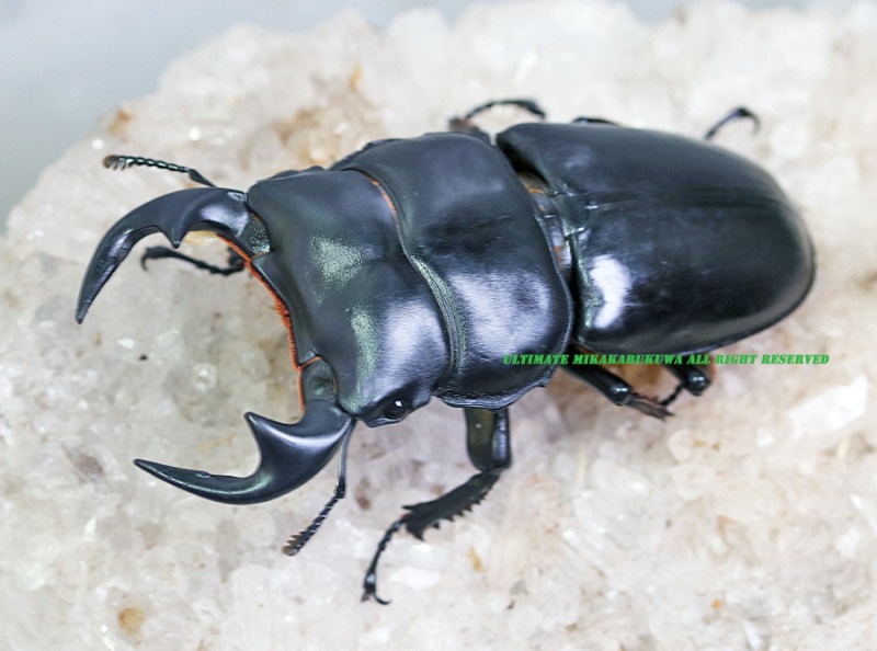 2024,8/1 ����WILD ����&�饪���ء��饪�������󥿥������������� No,3����65mmUP�ڥ�