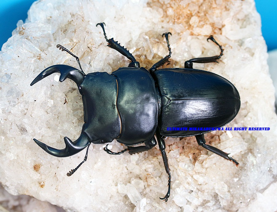 ヒラタクワガタ ラオス産 標本 Amazon.co.jp: 昆虫標本パラワンオオヒラタクワガタ ガラスケース入り