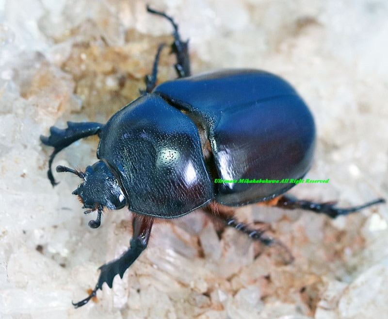 2024,8/1 ����WILD �饪���ء��ǹ�����Ķ�����!! ���֥��ȥ�����󥬥����֥� ��ñ��