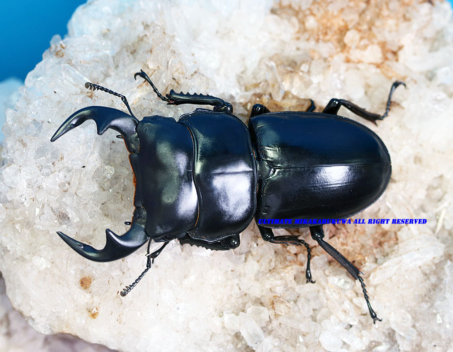 2024,8/1 新着WILD タイ&ラオス便 ラオス・アンタエウスオオクワ No,S2