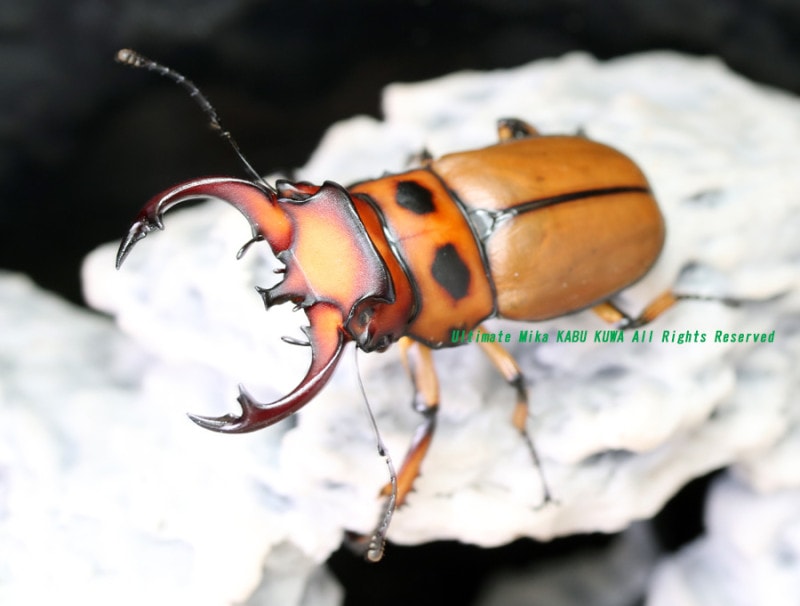 2024,8/15 ����WILD ����롼���ء�����ǥ����ȡ����󥬥� No,S����BIG!!50mmUP�ڥ�