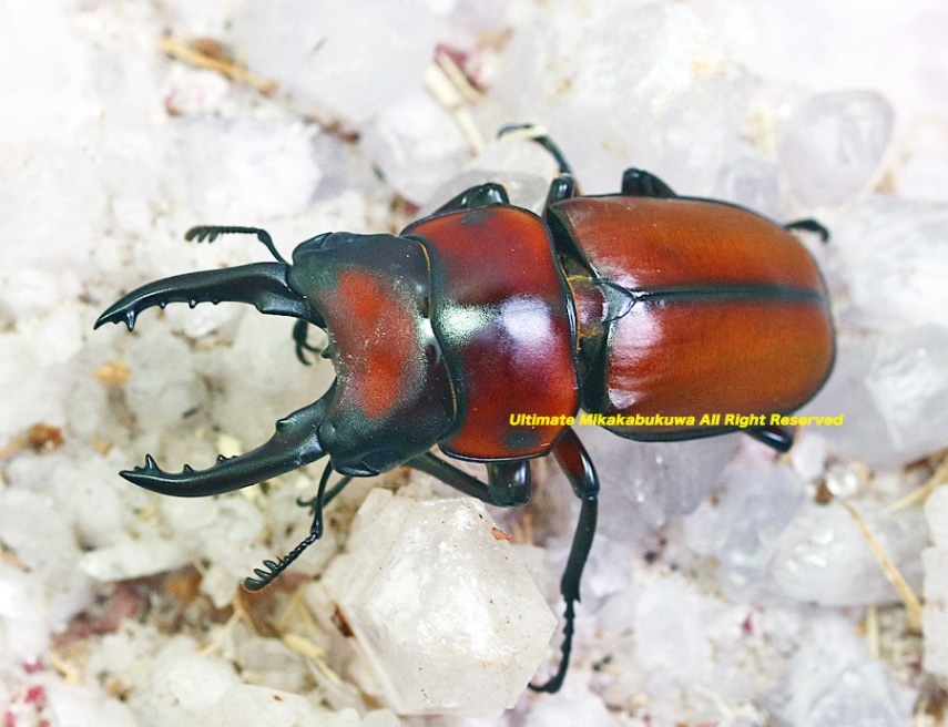 カメルーン産 クワドリマキュラトス ゴライアス70mm