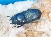 2024,8/20 ����WILD ����ɡ�����ʡ�������� �ҥڥꥪ��ssp.��No,2����B30mm����­����礱ñ��