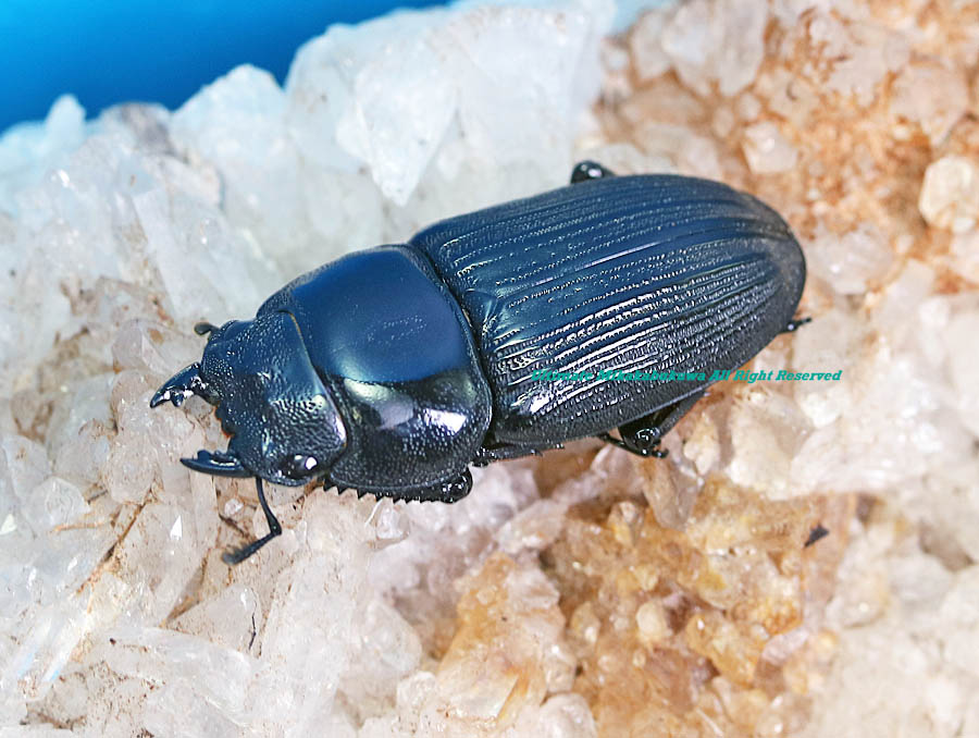 大型 カンターミヤマ 標本 - インド便 カンターミヤマ ペア 5【J-KUWA