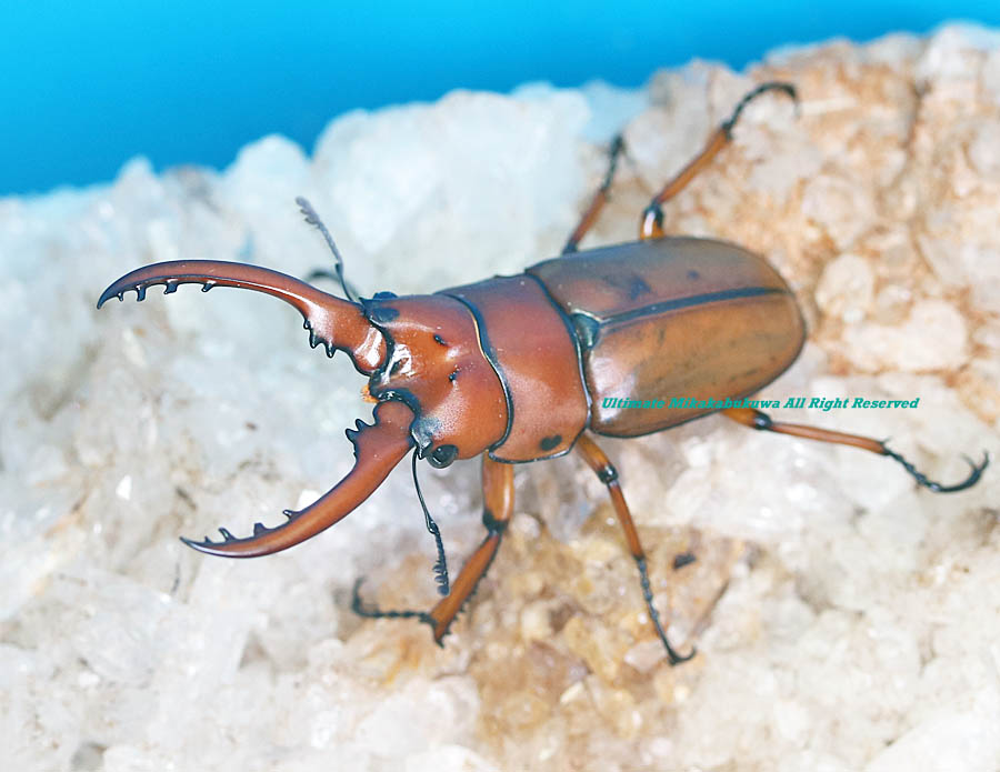 TKC020 マルクス・ポルキウス・カトーのクィナリウスコイン 古代