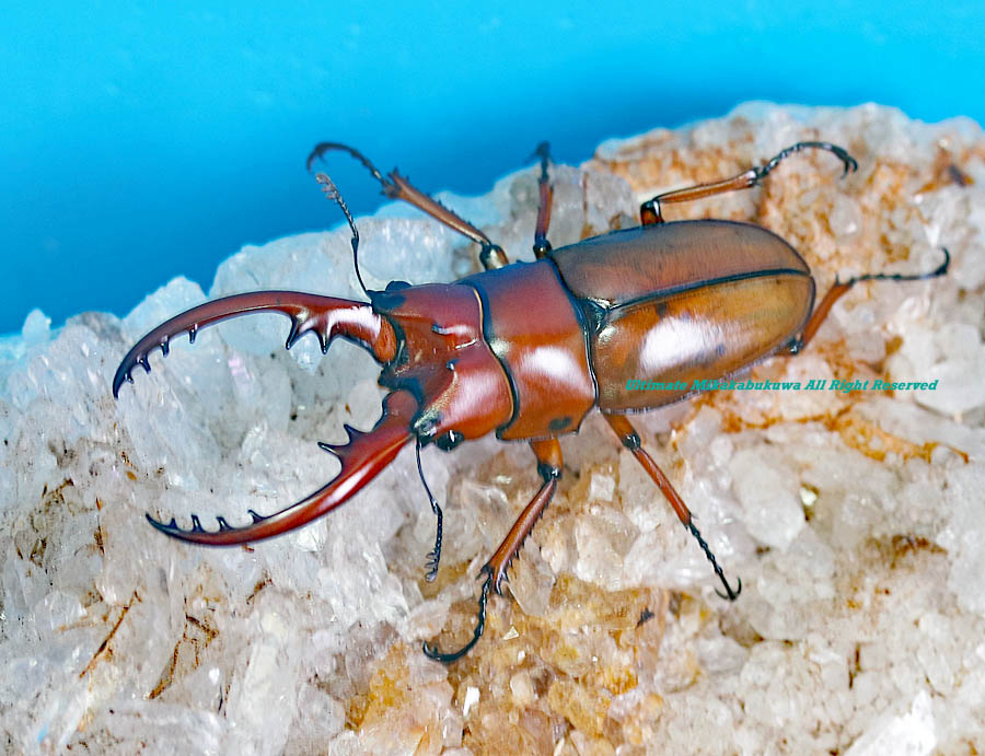 2024,8/20 新着WILD インド・アルナーチャル便 カスタネウス(ポルトン