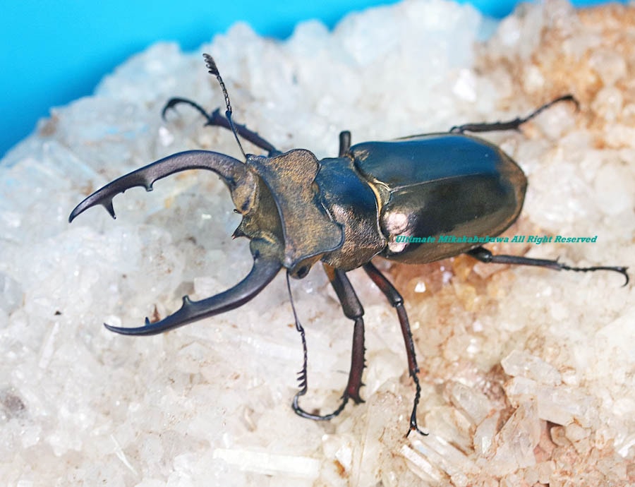 2024,8/20 新着WILD インド・アルナーチャル便 メアレーミヤマ No,5