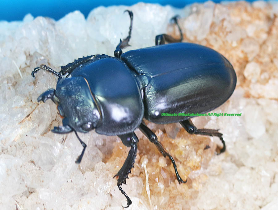 2024,8/25 新着WILD ベトナム便 待望のカオバン産 アンタエウス No,7