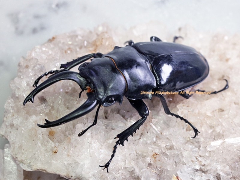 2024,8/25 ����WILD �٥ȥʥ��ء����Х��˥ĥ䥯�塞����No,S����85mmUP�ڥ�