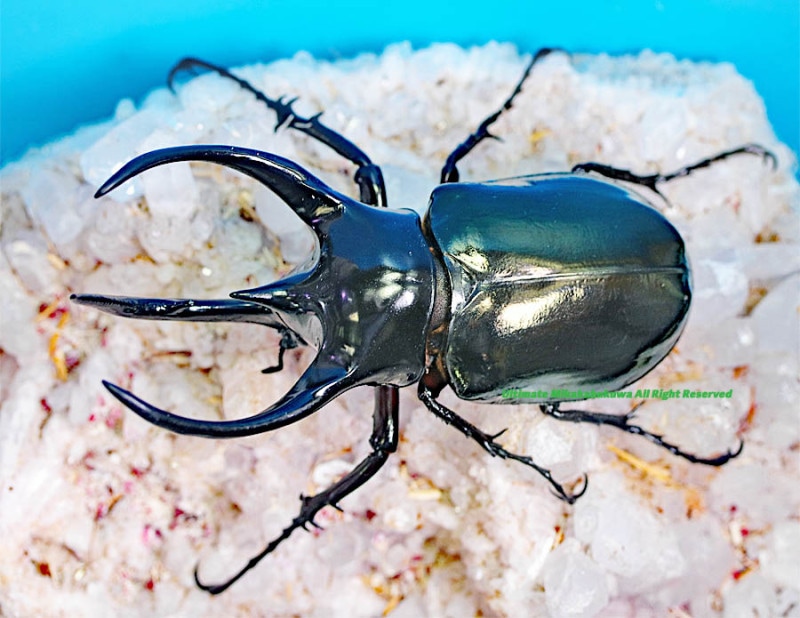タイリクコーカサス 120+ ×2 Thailand 標本用死虫 2024,8/25 新着WILD ベトナム便 最大130mmを越える!! タイリク