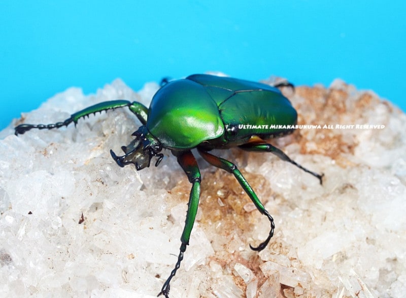 ブラジル産　ウルスカラカナヒナカブト　30mm 2024,12/5,6 新着WILD 超Ultimate2 世界最高峰!! ブラジル便
