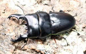 2024,9/9 WILD ľ͢ɥͥء륭ǥҥ饿( Ĺ ) No,280mmUP ڥ