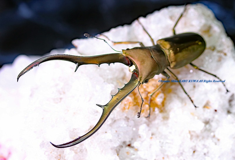 2024,9/9 新着WILD 直輸入インドネシア便 メタリフェルホソアカ No,S ♂A-90mm左顎先欠けペア