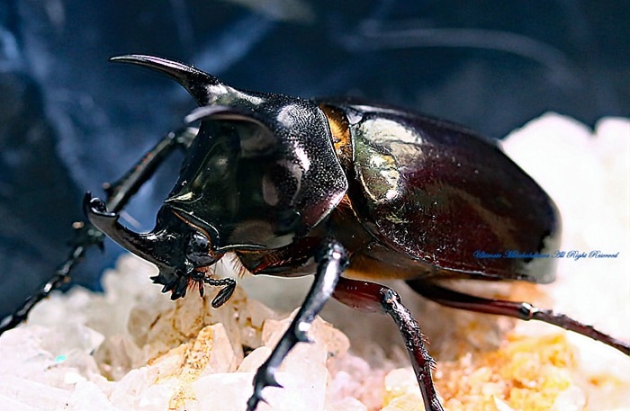 新種　極美　カタゾウムシ 新成虫】サタンオオカブト83mmペア | すべての商品 | 極