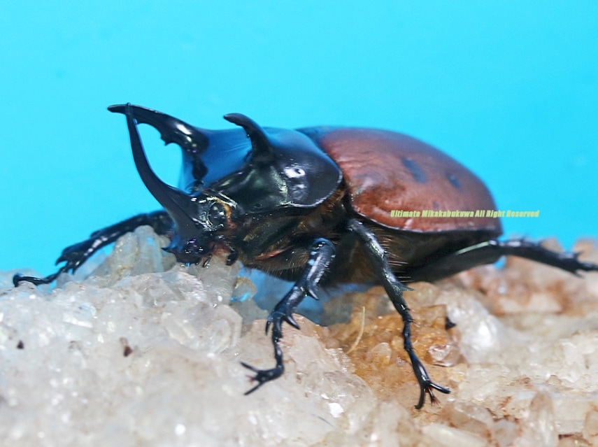 2024,9/9 新着WILD 直輸入インドネシア便 美麗種!! サンボンツノカブト