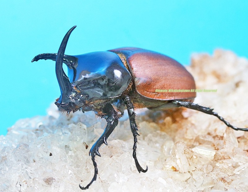 2024,9/9 新着WILD 直輸入インドネシア便 美麗種!! サンボンツノカブト