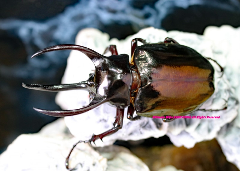 アトラスオオカブト亜種マンテツ　ラオス産　wild 0000000096042_J40pzmm.jpg