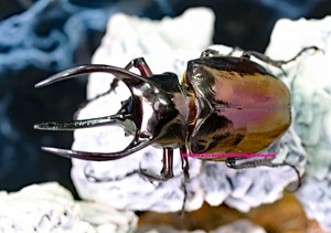 2024,9/19 新着WILD ラオス便 ずんぐりした亜種!! アトラスオオカブト